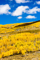 Fall Aspens - Dixie National Forest