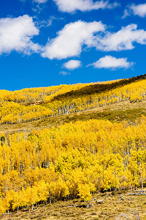 Fall Aspens - Dixie National Forest