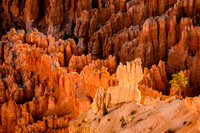 Backlit Hoodoos - Bryce Canyon NP