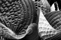 Hosta