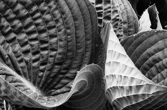 Hosta