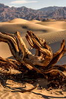 Snag - Mesquite Dunes