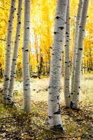 A New Stand of Aspens - Dixie NF