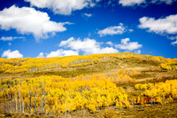 Aspens in Fall - Dixie NF