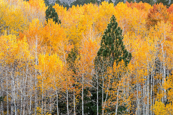 Pines Among the Aspens