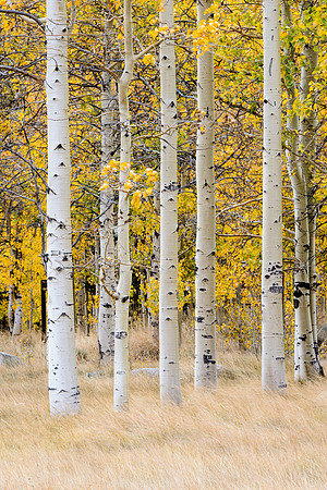 Aspen Trees