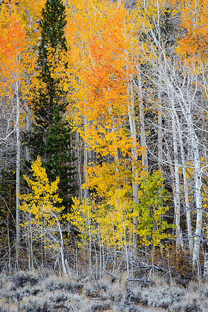 Fall Color in Lee Vining Canyon