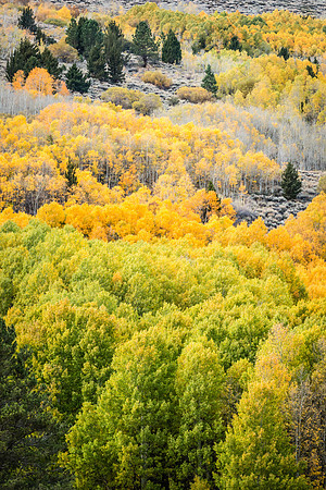 Fall in the June Lake Loop