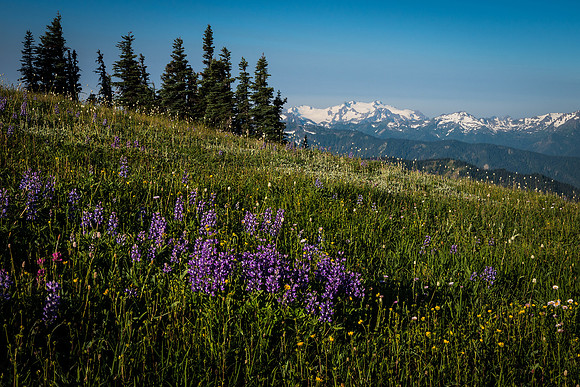 Alpine Meadow