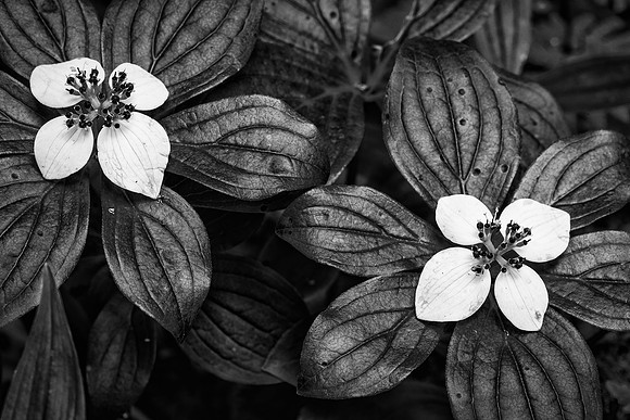 Forest Flowers
