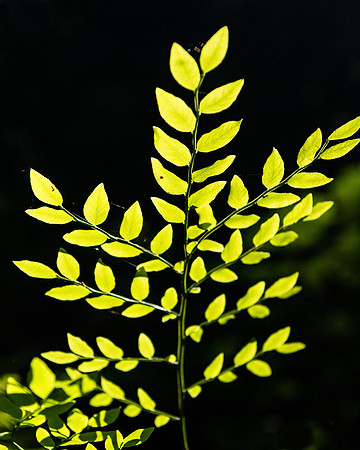 Backlit Leaves