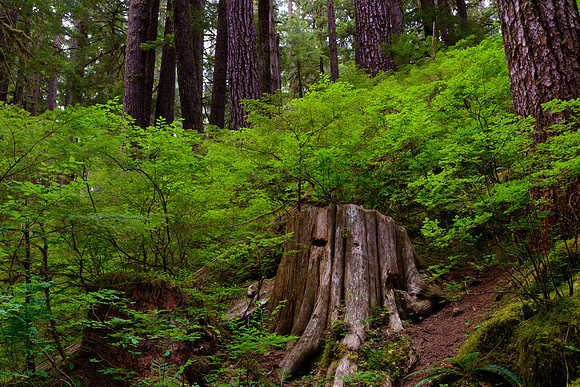Sol Duc Forest